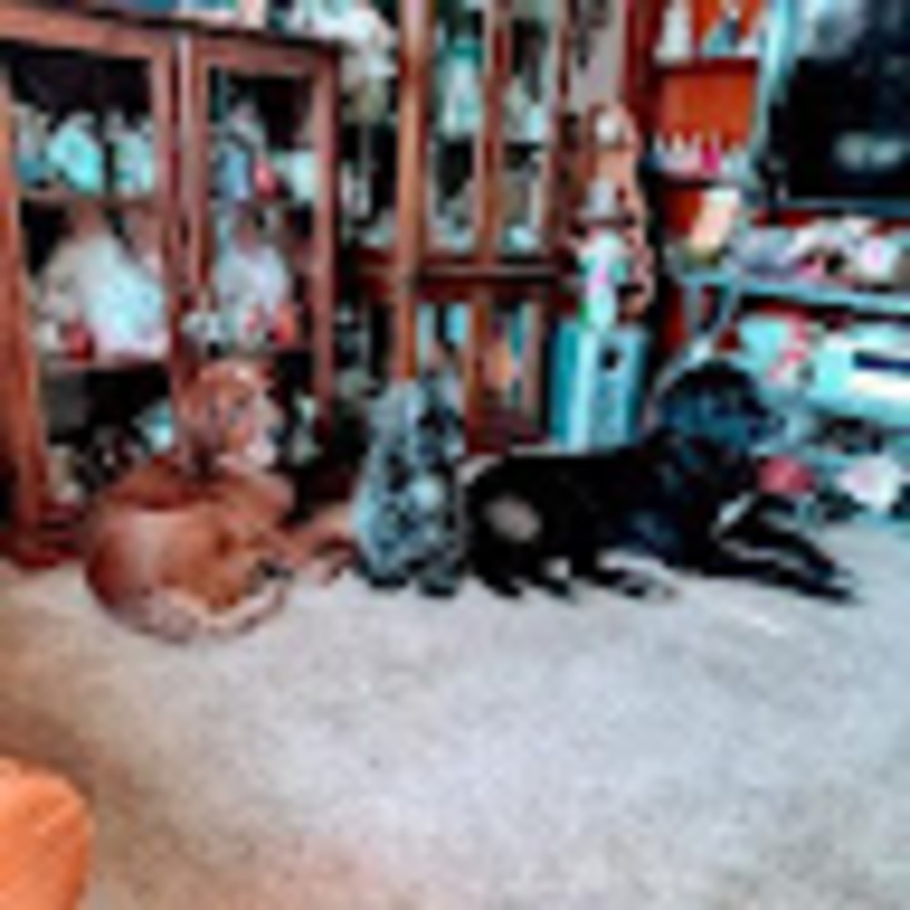 Meet your Posher, Ted